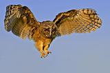 Predator Owl