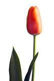 orange tulip isolated