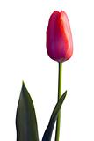 Red tulip isolated