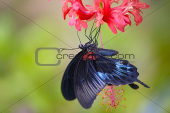 Black tropical butterfly