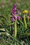 Orchid Dactylorhiza  is a genus of terrestrial (ground-dwelling)