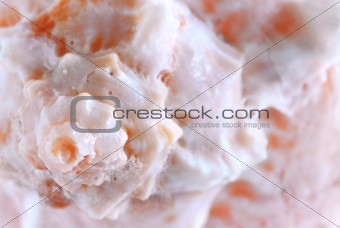 Seashell surface