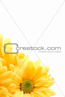 yellow daisy corner