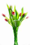 Tulips in vase isolated