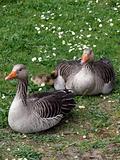 White-fronted Goose (Anser albifrons)