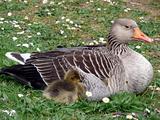 White-fronted Goose (Anser albifrons)