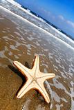 Beach Starfish
