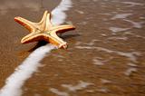 Beach Starfish