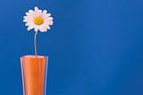 daisy in orange vase