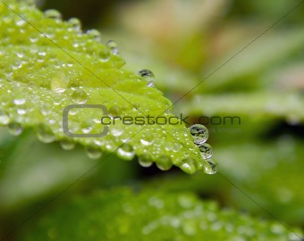 Dew on Leaf