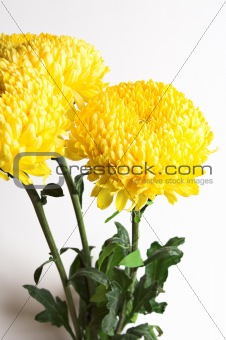 Three chrysanthemums