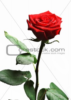 Dew covered rose