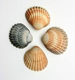 Four shells