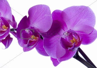 Beautiful orchids