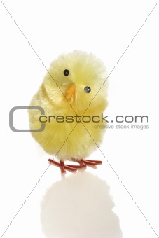 Young chicken