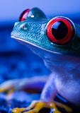 Red eye frog
