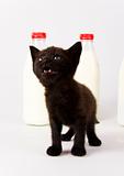 Cat & Milk