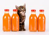 Cat & Orange drink