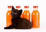 Cat & Orange drink
