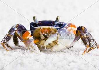 The crab on the sand