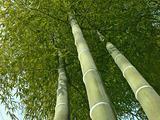 bamboo trees look up