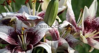 Asiatic Lilly Group
