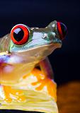 Red eye frog