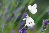 Two white butterflyes on lavender flowers