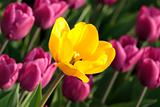 Open yellow tulip