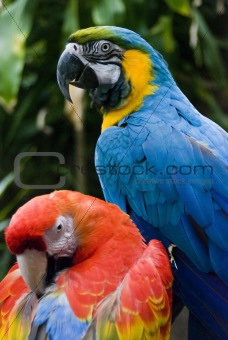 two macaws