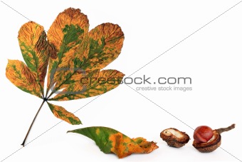 Chestnut Leaf and Conker