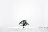 Oak Tree in Winter Snow Landscape