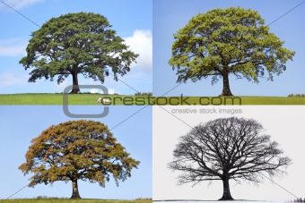 Oak Tree Four Seasons