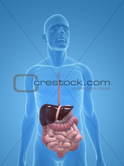 male digestive system