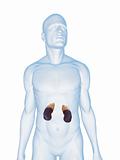 male kidneys and adrenal glands