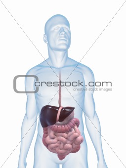 male digestive system