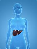 female liver