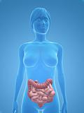 female colon and small intestines