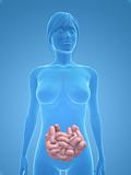 female small intestines