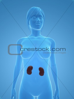 female kidneys