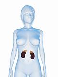 female kidneys and adrenal glands
