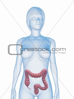 female colon