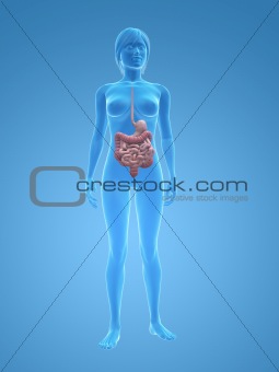 female digestive system