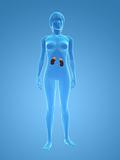 female kidneys and adrenal glands