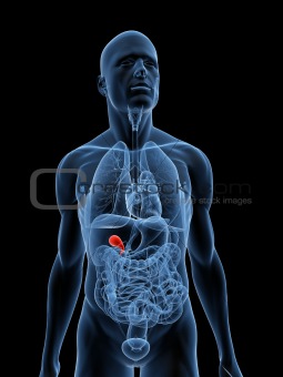 highlighted gallbladder