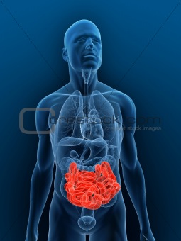 highlighted small intestines