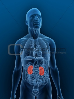 highlighted kidneys