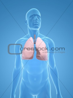 male lung