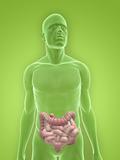 male colon and small intestines