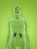 male kidneys